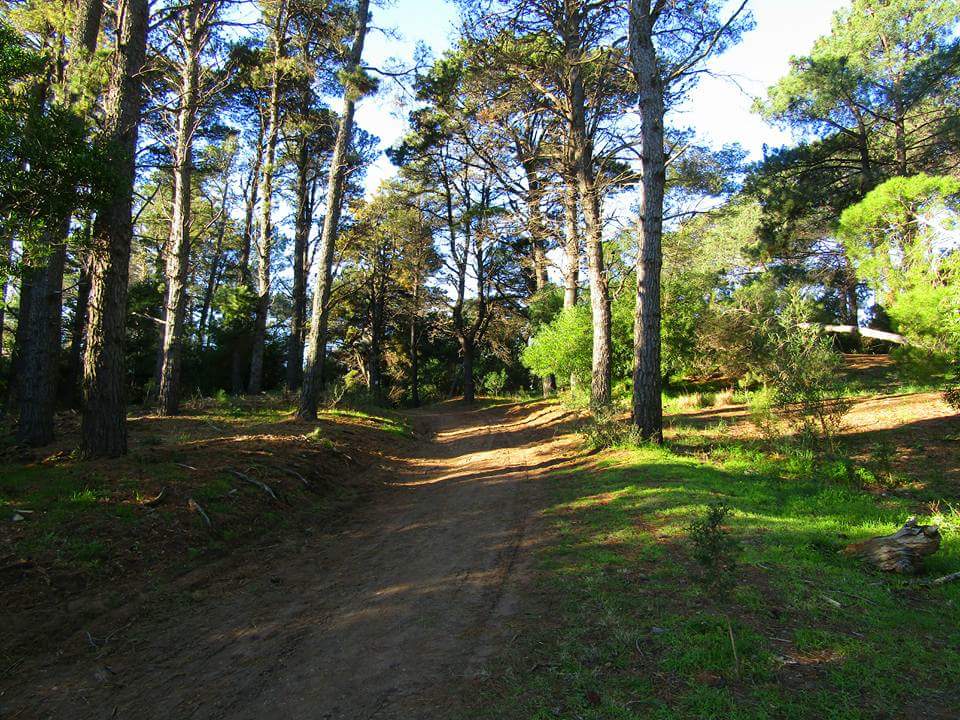 Logo de Paseo del Pinar