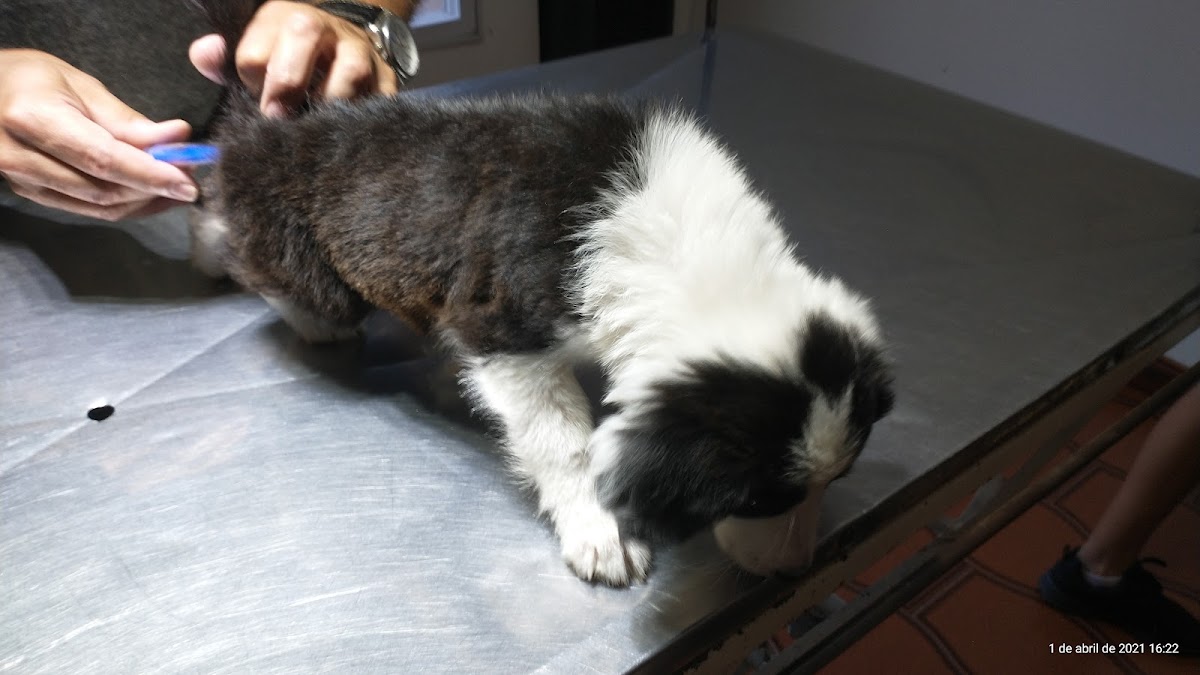 Veterinaria Dr. Osvaldo Enrique