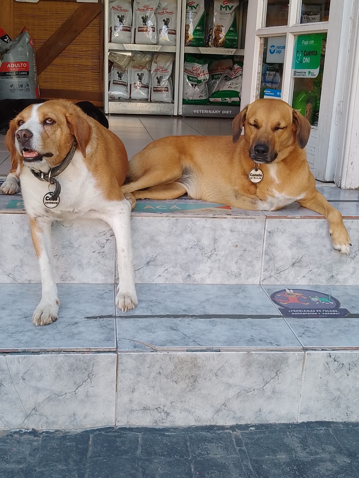 veterinaria mi mejor amigo